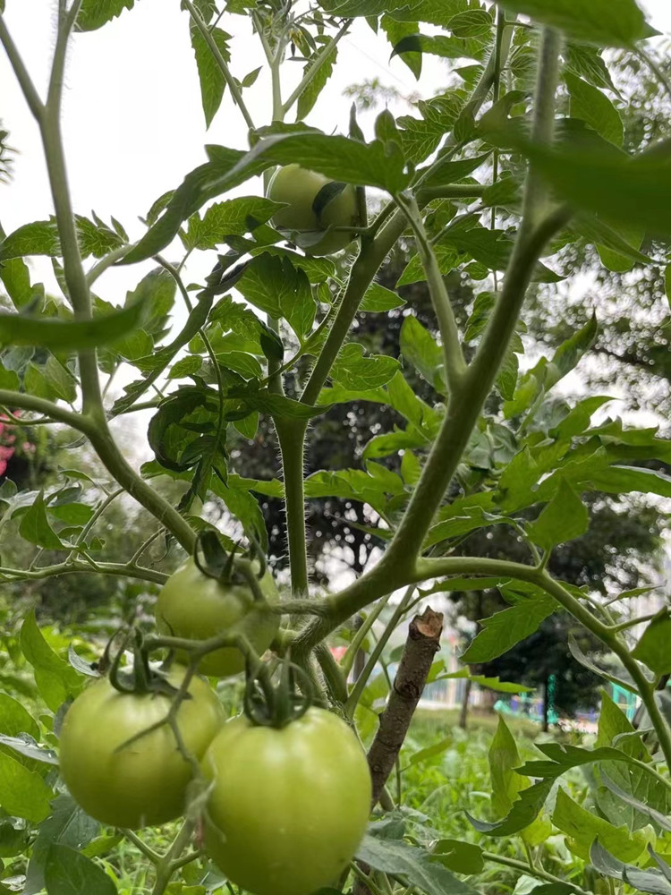 豐收季來襲！新華農場喜迎豐收季~