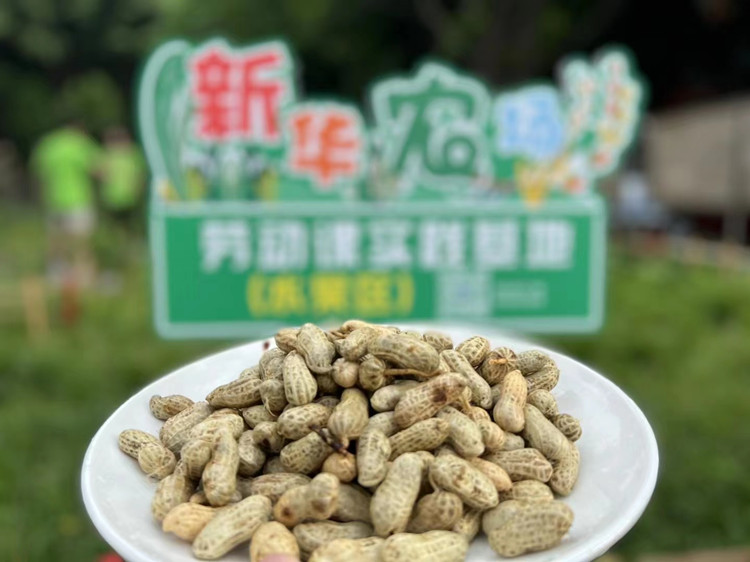 豐收季來襲！新華農場喜迎豐收季~